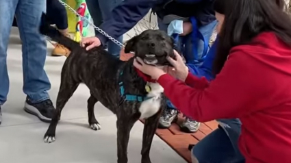 Illustration : 372 jours après, un chien a droit à une haie d'honneur en quittant le refuge en compagnie de son nouvel ami (vidéo)