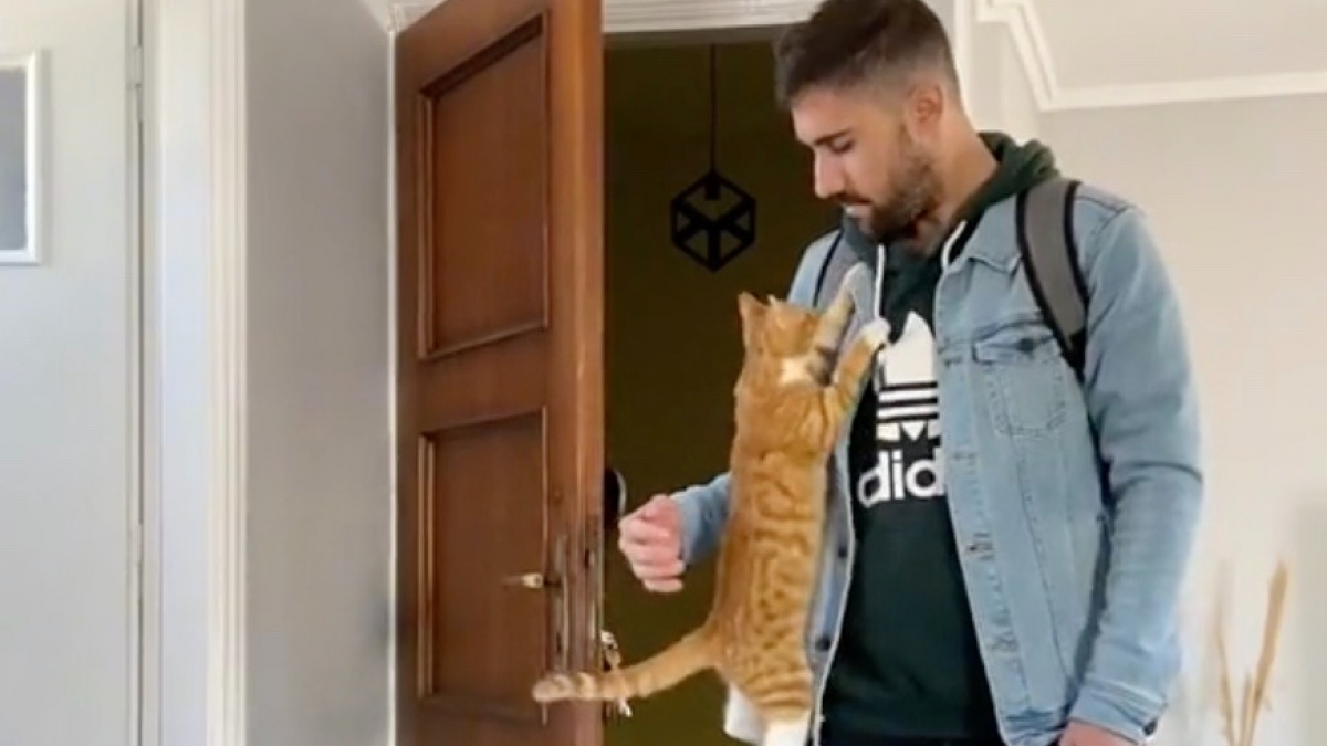 Illustration : "Ce chat a trouvé une manière touchante et originale de saluer son maître lorsqu’il rentre à la maison (vidéo) "