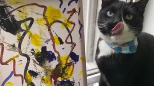 Illustration : "17 chats faisant étalage de leurs talents dans des domaines surprenants"