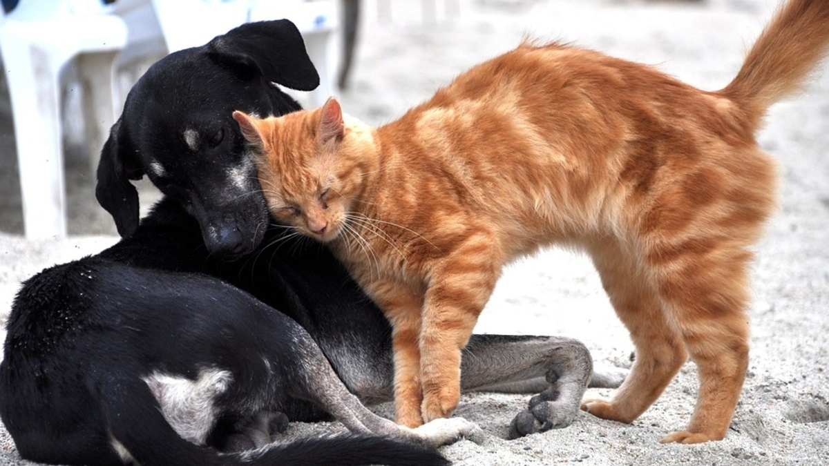 Illustration : "Cette capitale asiatique fait un grand pas en avant contre le marché de la viande de chat et de chien"