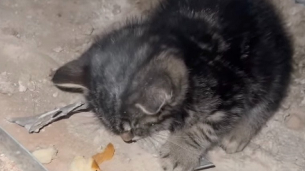 Illustration : "Affamé et transi de froid, un chaton lutte pour sa survie après avoir été retrouvé seul sur un chantier (vidéo)"
