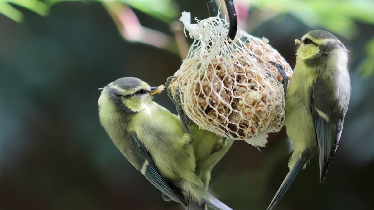 Illustration : "Les marques Tyrol et Aimé réitèrent leur engagement pour le bien-être animal en retirant les filets de boules de graisse pour oiseaux"