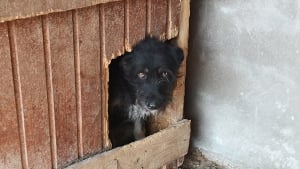 Illustration : "Ce chien au regard triste a passé toute sa vie au refuge. Qui lui mettra des étoiles dans les yeux ?"