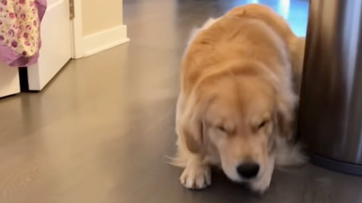 Illustration : "La démarche d’un Golden Retriever après avoir fait une bêtise est hilarante (vidéo)"