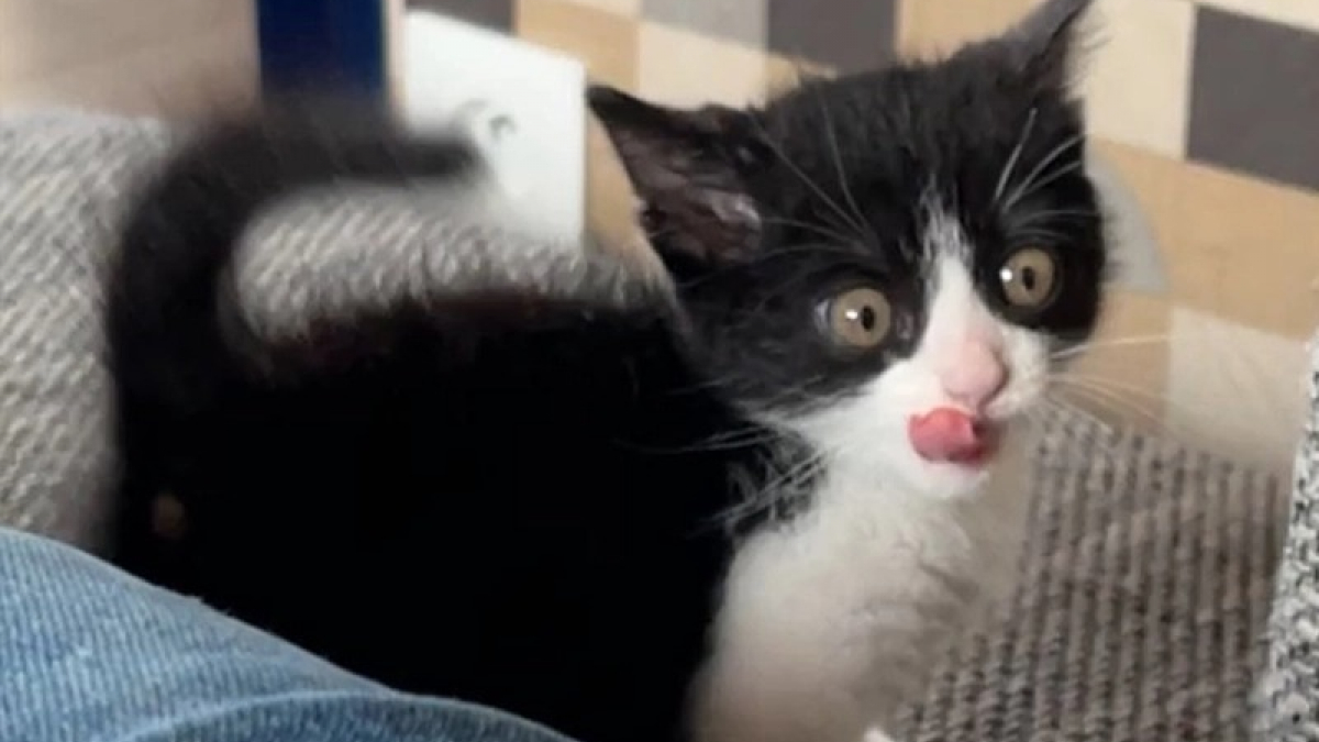 Illustration : "Vidéo : Les attaques hilarantes d’une chatte qui n’apprécie pas tellement qu’on la filme !"