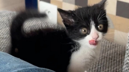 Illustration : Vidéo : Les attaques hilarantes d’une chatte qui n’apprécie pas tellement qu’on la filme !
