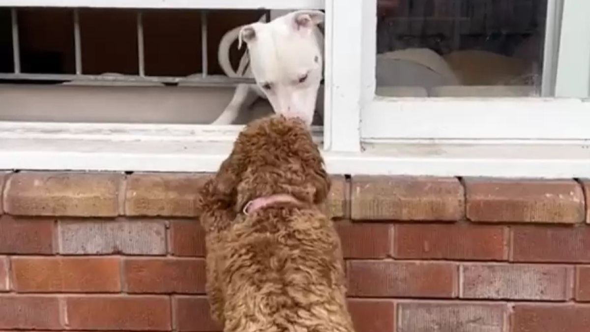 Illustration : "Chaque jour, cette chienne prouve son amour envers son voisin canin en lui offrant un tendre baiser depuis sa fenêtre (vidéo)"