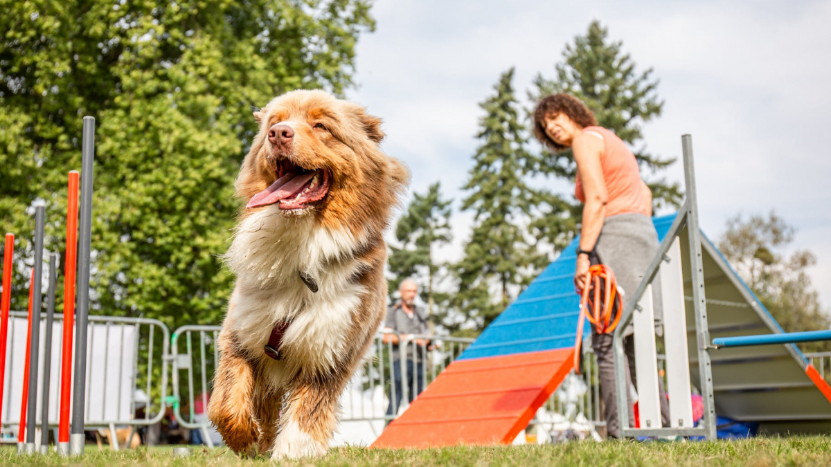 Illustration : "La billetterie du Woofest, rendez-vous incontournable des amoureux de sports canins, est enfin ouverte ! "