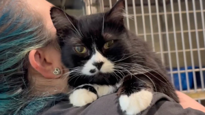 Illustration : Tous les jours, ce chat en manque d’amour réclame des câlins aux bénévoles de son refuge (vidéo) 