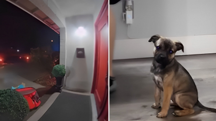 Illustration : Un individu abandonne son chiot sur le pas d’une porte en pleine nuit, avant de disparaître dans la nature (vidéo) 
