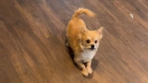 Illustration : "Ce chien parfaitement obéissant est prêt à tout pour une surprenante friandise (vidéo)"