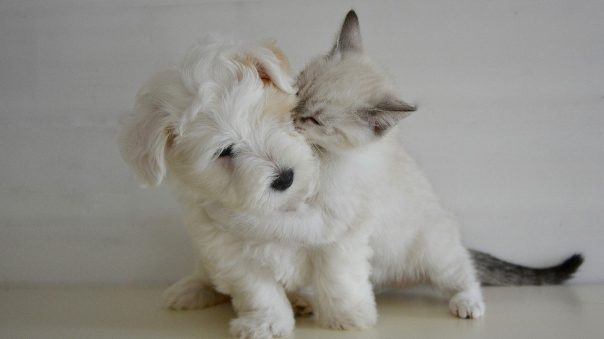 Illustration : "Anju Beauté présente ses nouveautés soins chiens et chats pour chouchouter votre ami à fourrure comme il se doit"