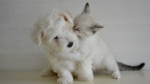 Illustration : "Anju Beauté présente ses nouveautés soins chiens et chats pour chouchouter votre ami à fourrure comme il se doit"