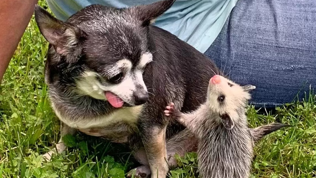 Illustration : "Cette chienne âgée trouve un nouveau sens à sa vie lorsqu’on lui confie des opossums orphelins"