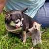 Illustration : Cette chienne âgée trouve un nouveau sens à sa vie lorsqu’on lui confie des opossums orphelins