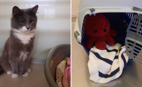 Un chat se retrouve abandonné dans sa caisse de transport avec sa peluche préférée comme seule compagnie