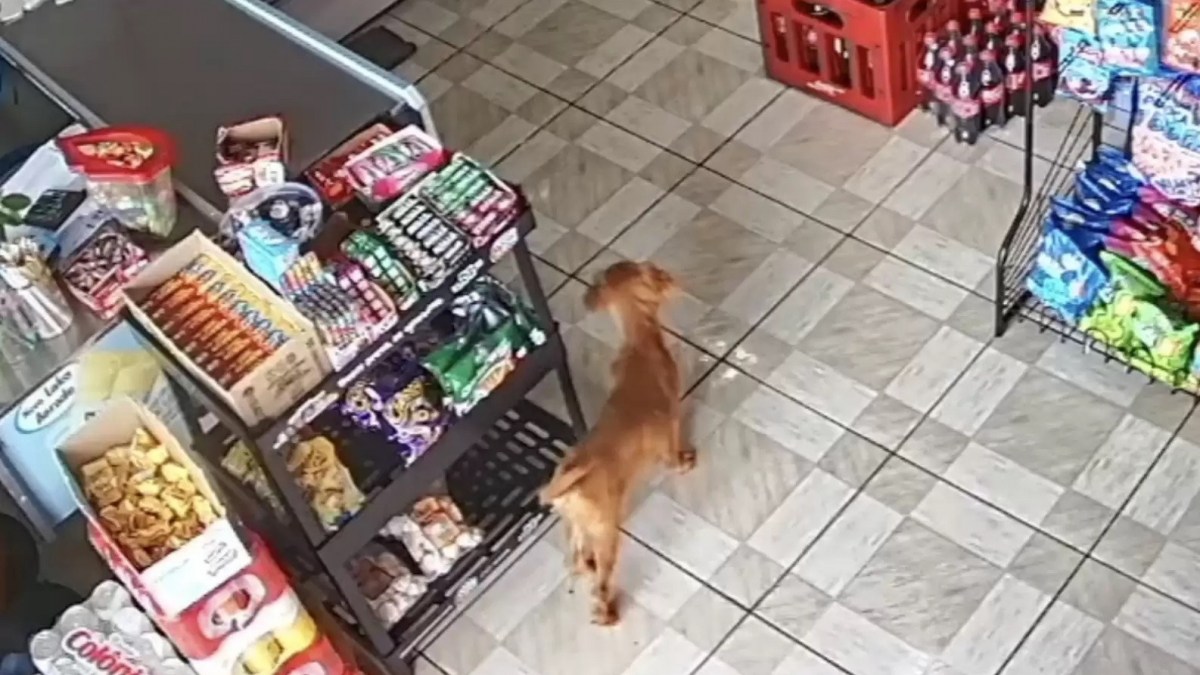 Illustration : "Un chien attend le moment opportun pour s’introduire dans un magasin et dérober l'objet de sa convoitise (vidéo) "