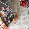 Illustration : Un chien attend le moment opportun pour s’introduire dans un magasin et dérober l'objet de sa convoitise (vidéo) 