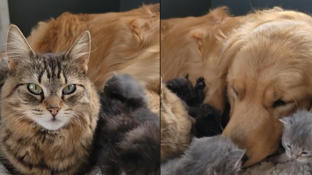 Illustration : "Une chatte épuisée par la maternité laisse volontiers son ami chien l'aider à s'occuper de ses chatons (vidéo)"