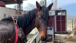 Illustration : "« Il a une telle force de vivre » : un cheval laissé à l'abandon dans un état d'extrême maigreur renoue avec l'espoir (vidéo)"