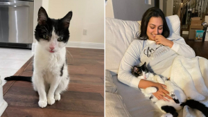 Illustration : Une jeune femme prend la meilleure décision de sa vie en adoptant un chat de refuge dont personne ne voulait (vidéo)