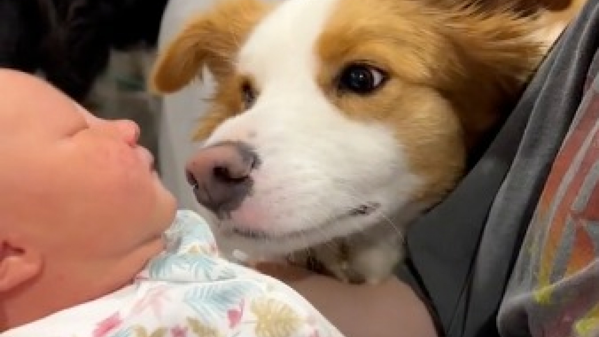 Illustration : "Vidéo : Ce Border Collie rencontre sa petite sœur humaine pour la première fois, et sa réaction est très émouvante"