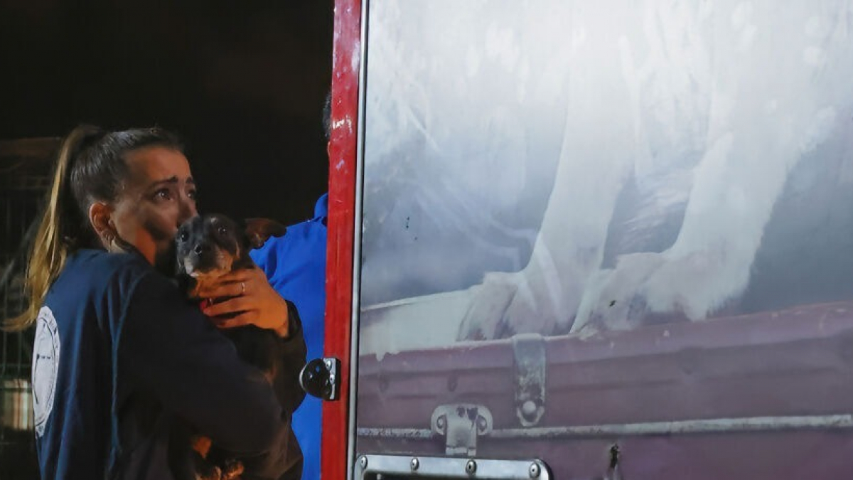 Illustration : "17 photos poignantes d'adieux entre des chiens sauvés de la maltraitance et les bénévoles ayant pris soin d'eux"