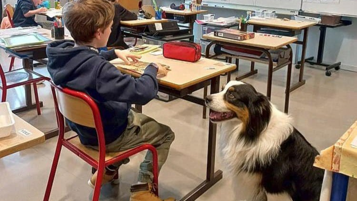 Illustration : "Des écoliers atteints de troubles autistiques se métamorphosent grâce à la présence d’un chien d’assistance"