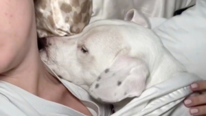 Illustration : "Cette chienne a trouvé une technique efficace pour ne plus quitter le lit de sa maîtresse (vidéo) "