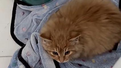 Illustration : Terrifié par les humains, un chaton errant et insaisissable donne du fil à retordre à ses bienfaiteurs (vidéo)