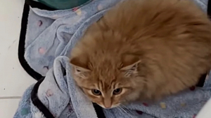 Illustration : Terrifié par les humains, un chaton errant et insaisissable donne du fil à retordre à ses bienfaiteurs (vidéo)