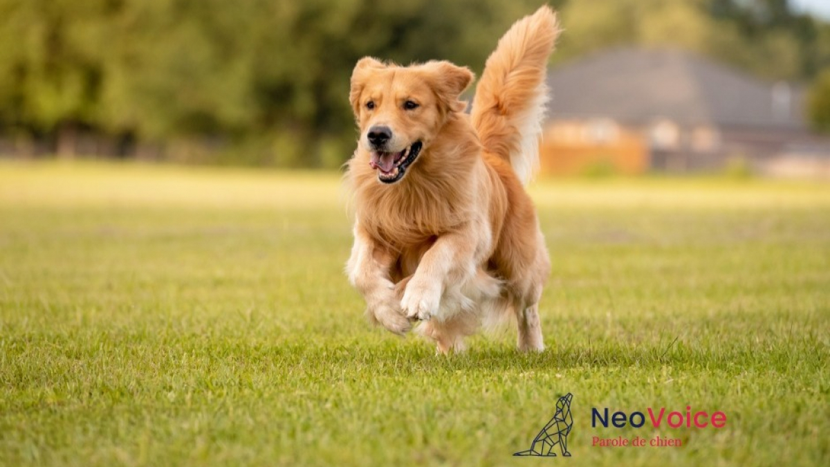 Illustration : "NeoVoice, l'application mobile qui révolutionne le suivi de santé des chiens en proposant une véritable expertise vétérinaire"