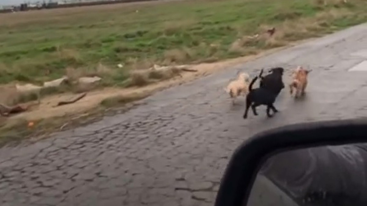 Illustration : "Ils découvrent 6 chiots perdus au milieu de nulle part et s'emploient à leur trouver de l'aide (vidéo)"