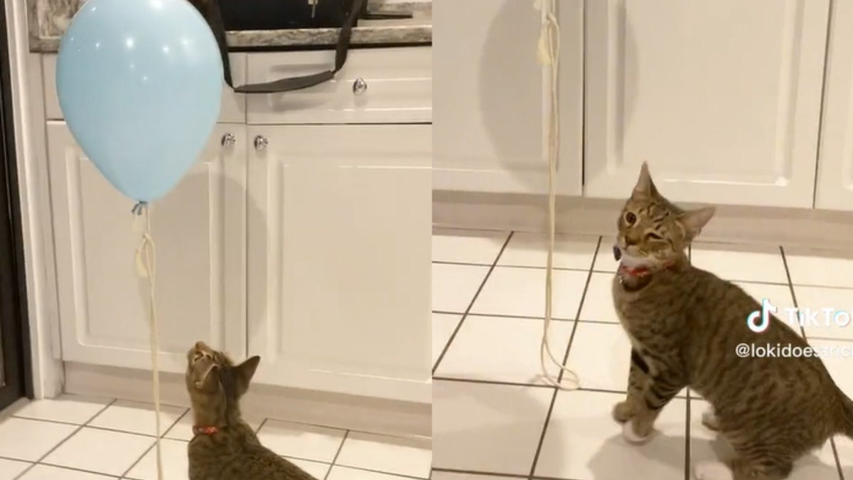 Illustration : "Ce chat tombe sur un ballon attaché à une ficelle et ne peut plus s'en passer (vidéo)"