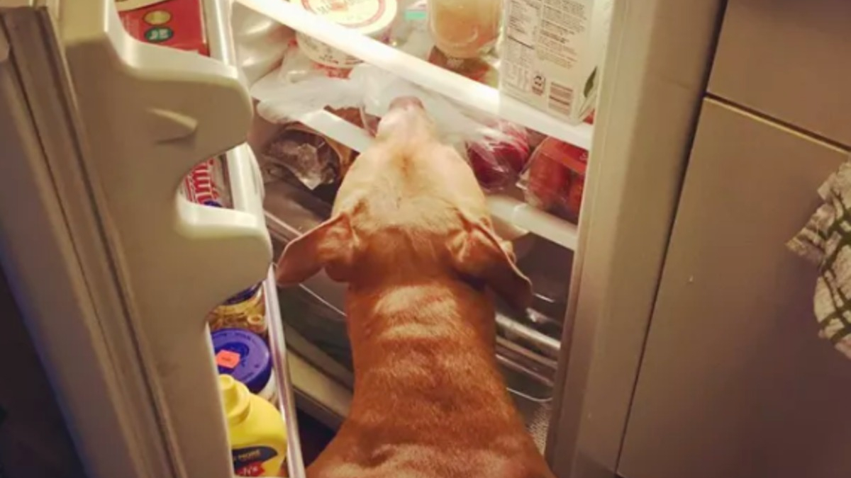 Illustration : "14 photos de chiens que la curiosité et la gourmandise poussent à fouiner dans le réfrigérateur"