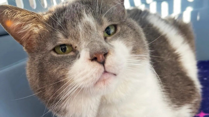 Illustration : Issu d’une colonie de félins, un chat se métamorphose lorsqu’il découvre la joie de devenir le centre de l’attention 