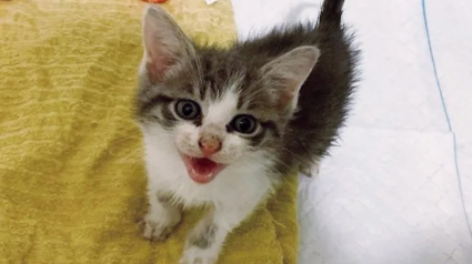 Illustration : Ce chaton bavard croque la vie à pleines dents depuis qu’il a été sauvé de la rue 