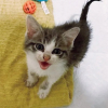 Illustration : Ce chaton bavard croque la vie à pleines dents depuis qu’il a été sauvé de la rue 