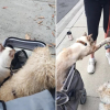 Illustration : À chacune de ses sorties, ce chat tend la patte aux chiens qu’il croise pour leur dire bonjour (vidéo) 