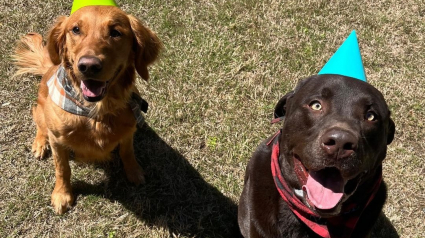 Illustration : Vidéo : Ces chiens s’amusent comme des fous à essayer d’ouvrir une piñata spéciale pour leur anniversaire
