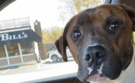 Un chien venant d'être adopté tient la main de sa nouvelle maîtresse durant tout le trajet vers la maison (vidéo)
