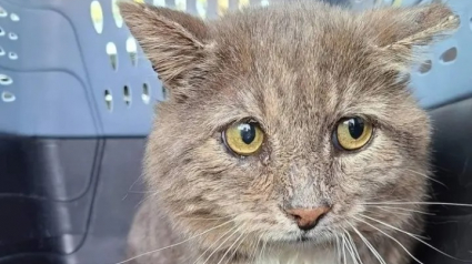 Illustration : Ce chat errant et très craintif découvre qu’il peut faire confiance aux humains et devient le plus grand amateur de câlins