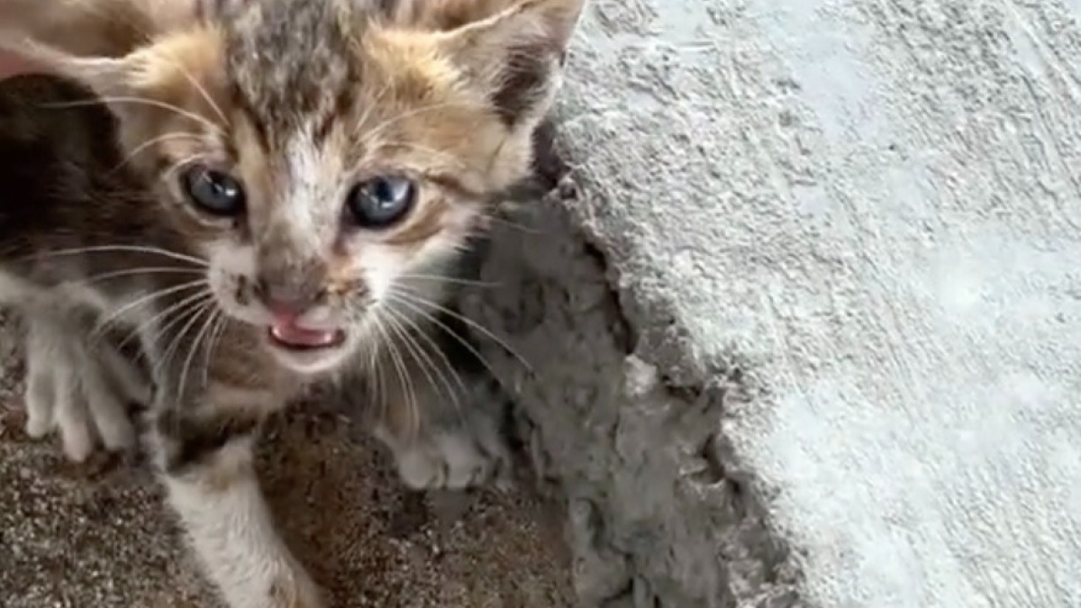 Illustration : "Intrigué par les miaulements d’un chaton en détresse, un homme suspend le cours de sa journée pour lui porter assistance (vidéo) "