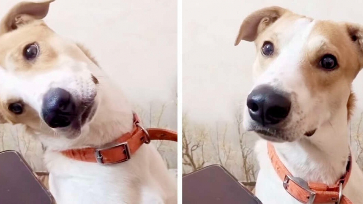 Illustration : "Vidéo : Ce chien reçoit un appel téléphonique de sa maman et a une réaction très touchante lorsqu’il reconnaît sa voix"