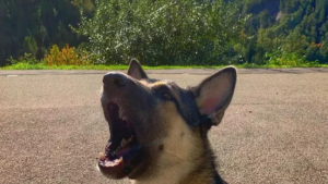 Illustration : 17 photos de chiens hurlant de toutes leurs forces pour avoir votre attention