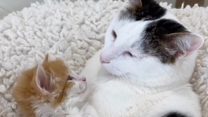 Illustration : En quelques minutes, un chat grincheux tombe sous le charme d’un chaton qui faisait tout pour attirer son attention (vidéo) 