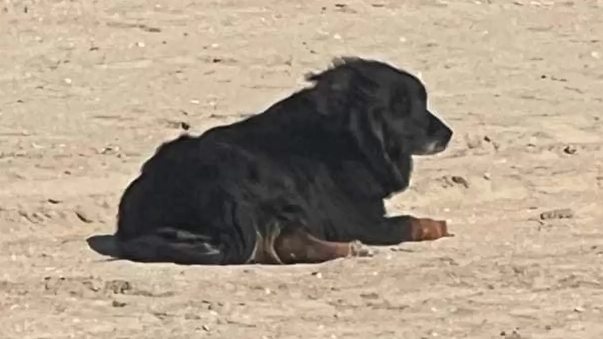 Illustration : "Les oreilles d'un chien perdu sur la plage depuis des semaines se dressent en entendant un bruit de moteur familier "