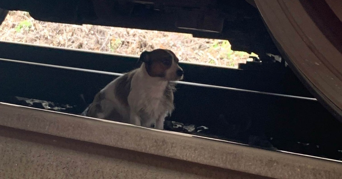 Un chien perdu et errant entre les rails est sauvé de justesse avant d