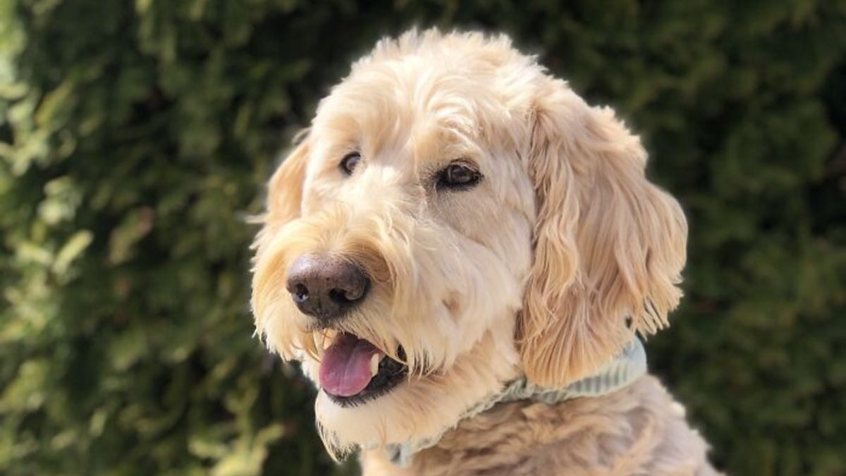 Illustration : "19 photos d'une joyeuse famille de 4 chiens ayant chacun son caractère et son charme"