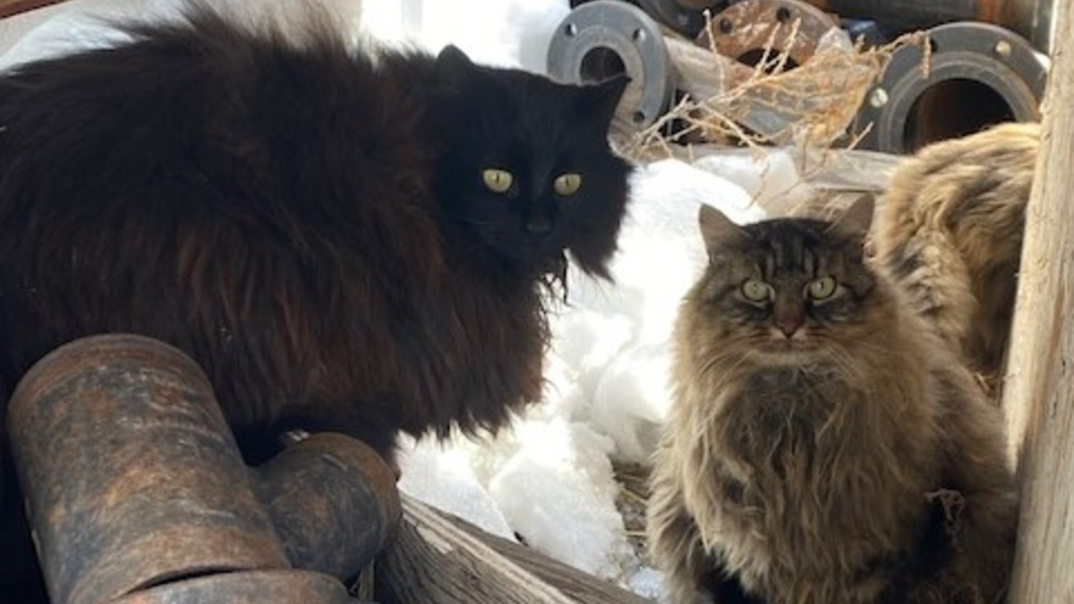 Illustration : "Une association tente de faire annuler l'expulsion de chats vivant sur un campus universitaire"